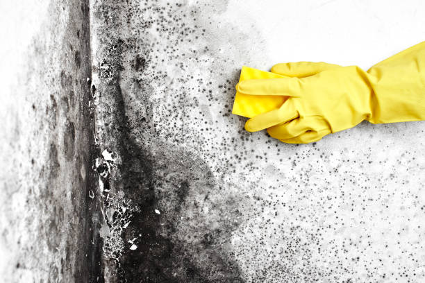 Biohazard Mold Removal in Millbrook, NY